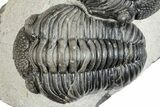 Pedinopariops Trilobite With Partial - Mrakib, Morocco #287719-6